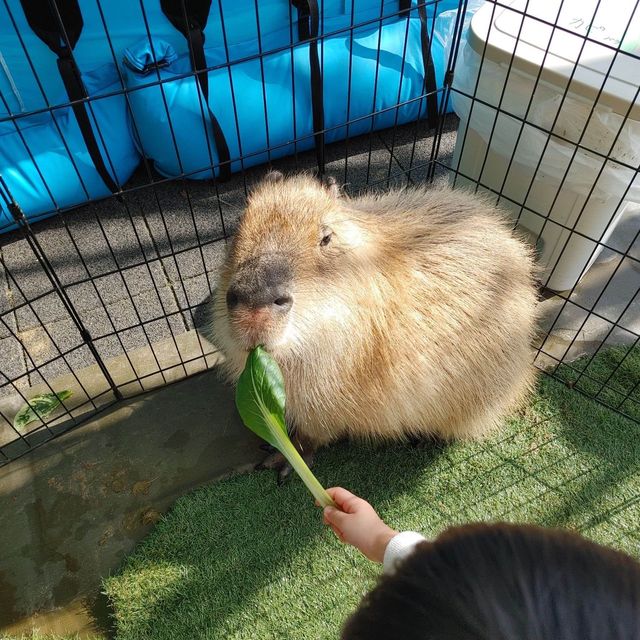 安満遺跡公園　わくわくいきものワールド