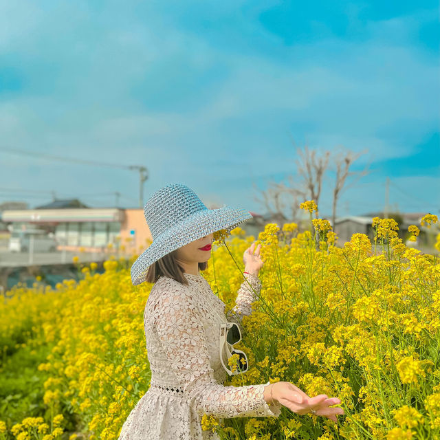 Mùa hoa cải Fukuoka