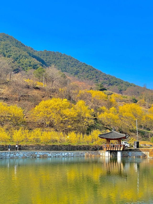 주말에도 사람 없는 꽃놀이 스팟을 원해? 그렇담 바로 여기💛