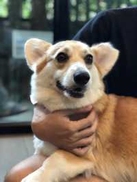 Attention all CORGI lovers!! 🐶
