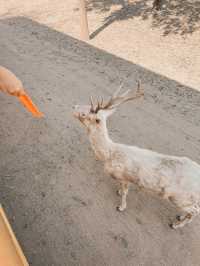 Safari Park กาญจนบุรี 