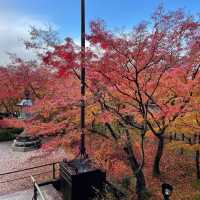 【京都NO.1紅葉🍁スポット、永観堂】