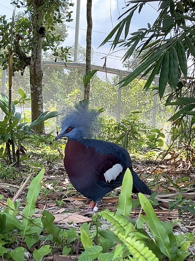 Asia’s Largest Birdpark 🐧