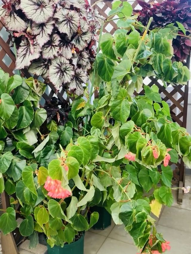 神代植物公園～大自然的綠寶石💚🌿🌺
