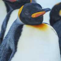 🐧❄️🎪旭山動物園～企鵝天堂🌟😄