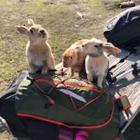 幸運的一天🐰大久野島