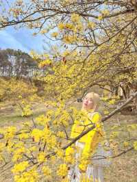 구례산수유축제에 가기 힘들다면?🌼🌼