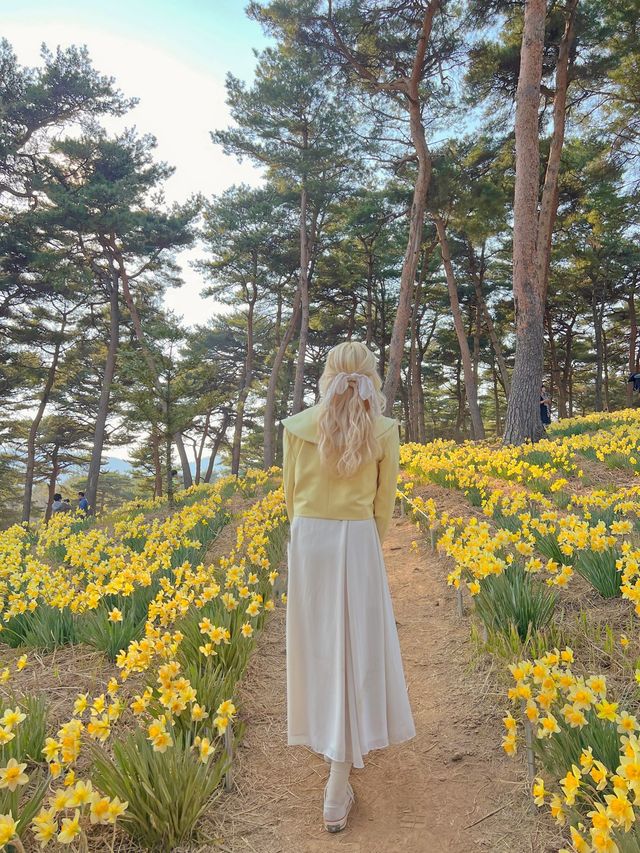 수선화 가득한 서산 유기방가옥💛
