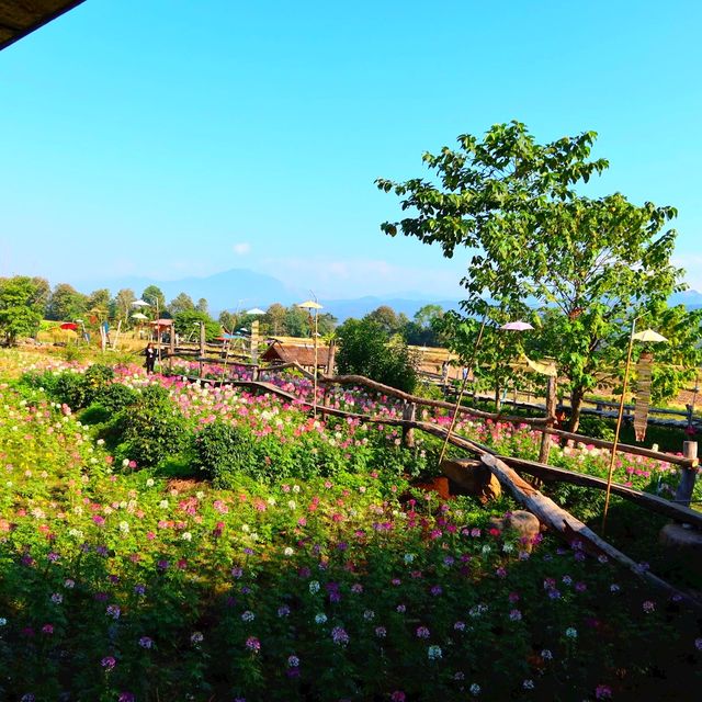 🌿ต๊ะต่อนยอน กาแฟไทลื้อ