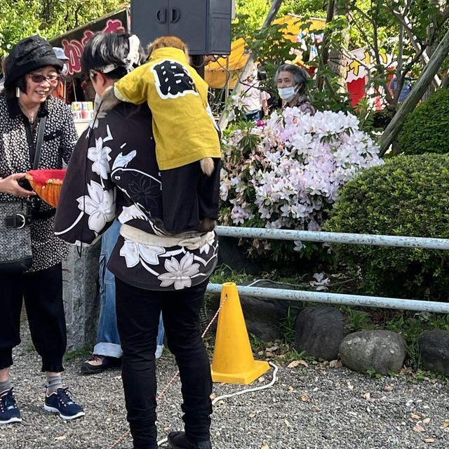 東京 歸戶天神社紫藤花 夜燈 
