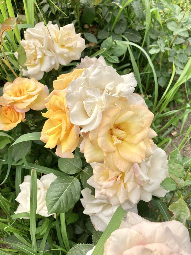 🌹장미의 계절 5월, 안양천 가족정원 장미원 나들이