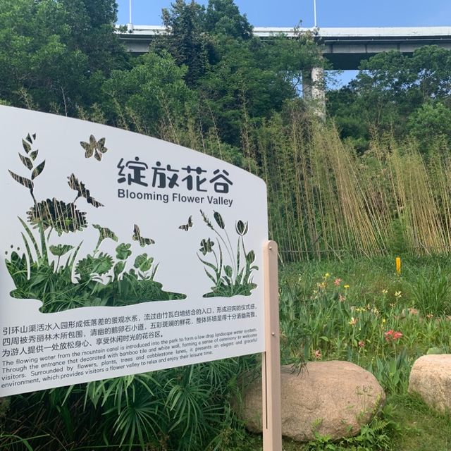 古鎮夜遊後來個花谷晨運🏃‍♀️🌻🏃‍♀️