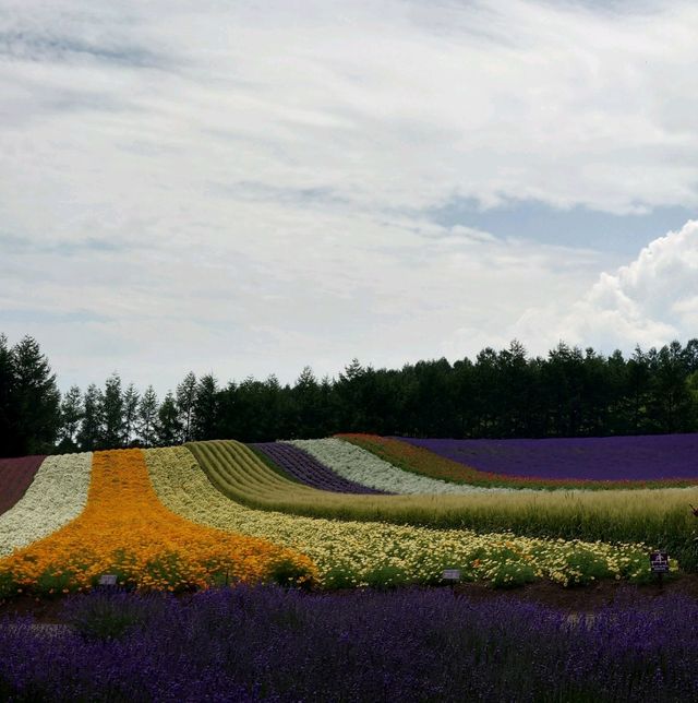 北海道富良野薰衣草園。打卡必去景點