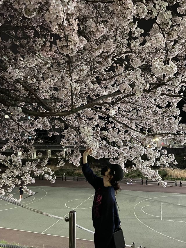 경기도 벚꽃 명소!🌸 핑크 한가득 안양천💐🌼