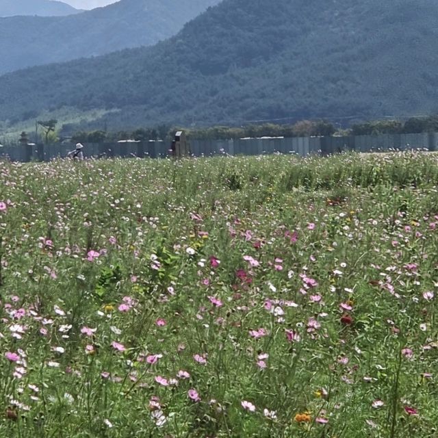 가장오래된 석탑도보고 코스모스,백일홍과 사진도 찍자