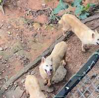 大自然的奇妙冒險！深圳野生動物園🦁🌳