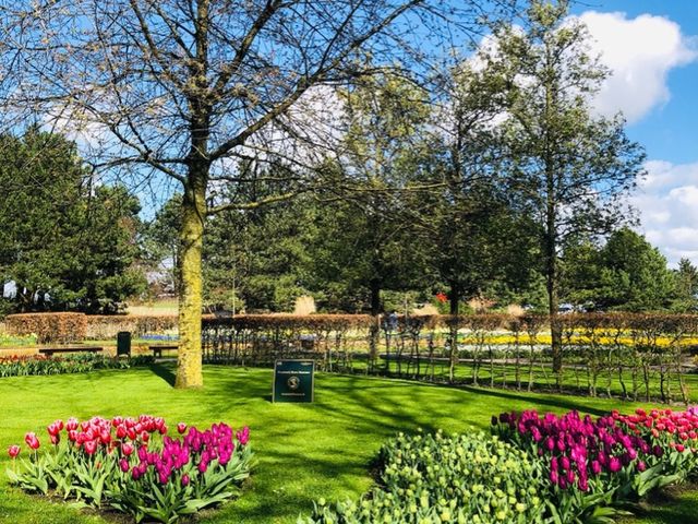 荷蘭🇳🇱盧瑟Lisse·親子好去處🐑🌳庫肯霍夫花園Keukenhof Garden