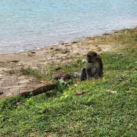 Kusu Island