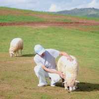 ⛰️🐑 ไปหาน้องแกะกัน Akha Farmville อากาศดี