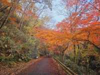 The foliage at Hananuki Gorge