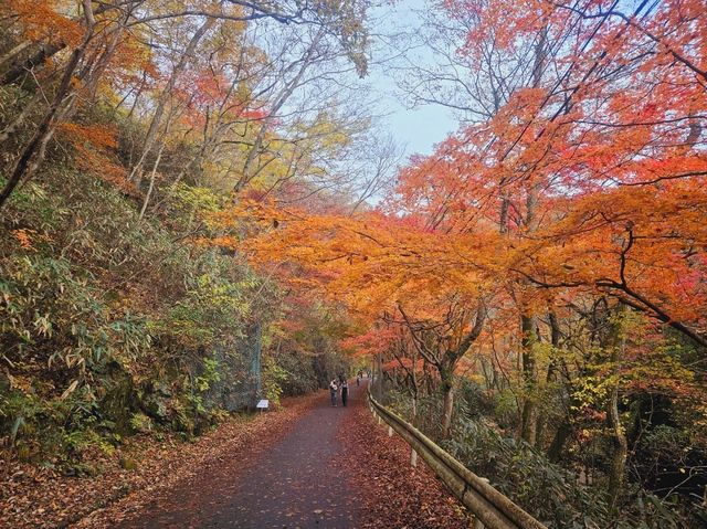 The foliage at Hananuki Gorge