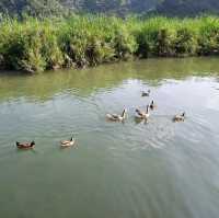 追尋宜蘭梅花湖的可愛鴨鴨🦆，環湖車車超古錐😍