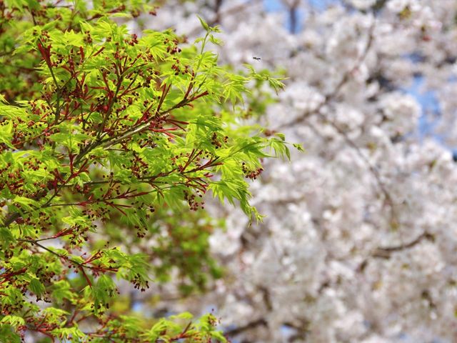 【京都市】桜咲き誇る春の名所🌱
