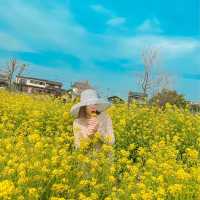 Mùa hoa cải Fukuoka