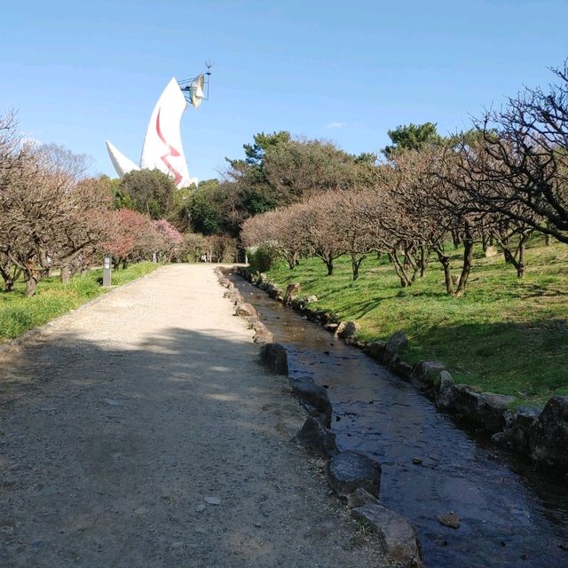 万博記念公園　桜まつり　梅林・桜開花状況