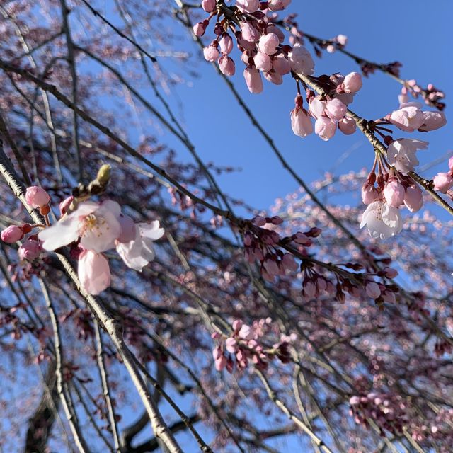 花花世界～天龍寺～熱門景點
