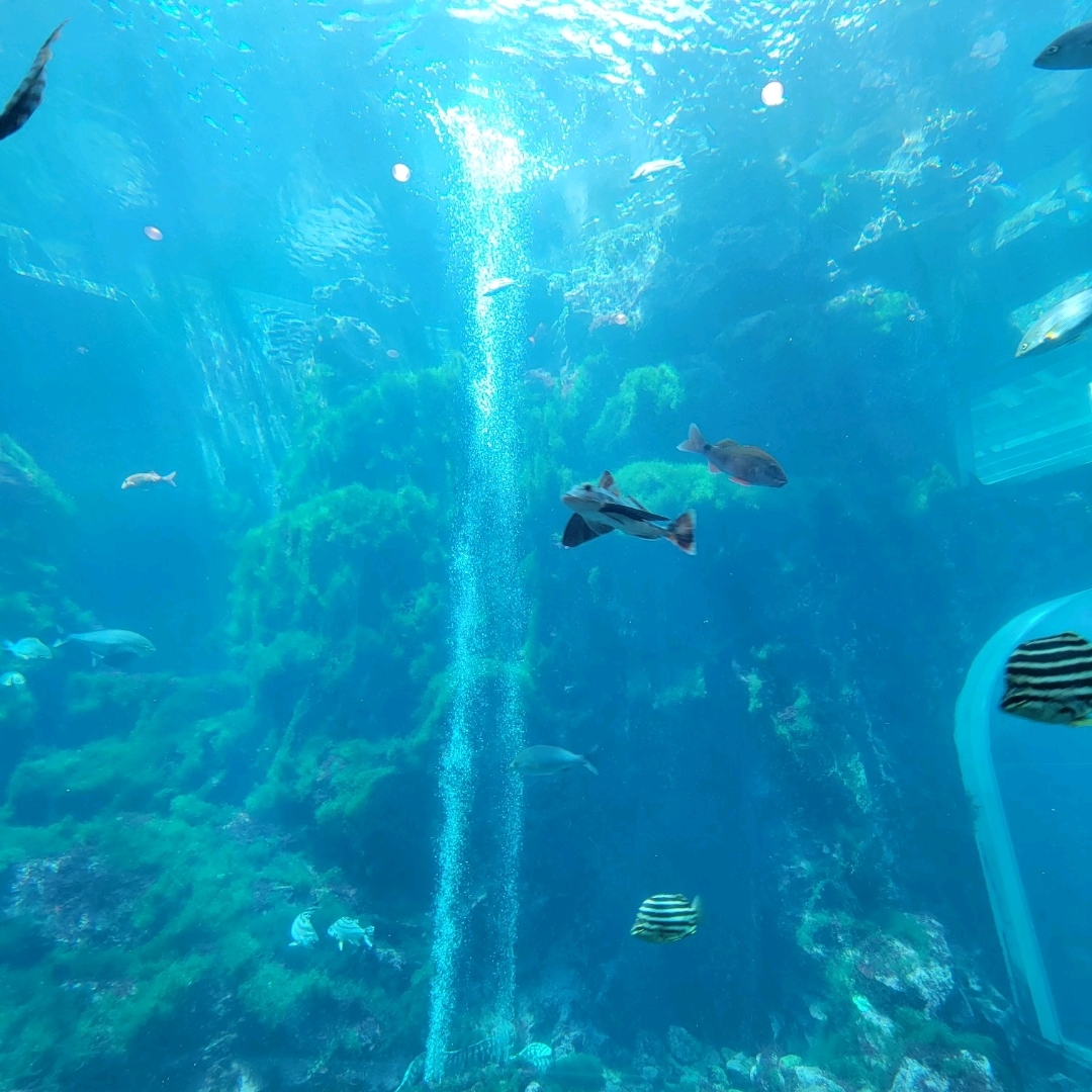 [Overwhelming sea, nature, and animals] Shimoda Aquarium