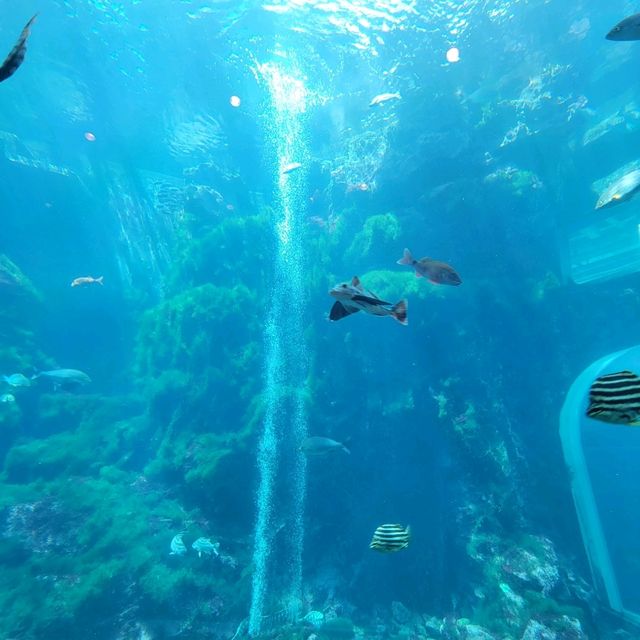 【圧倒的海、大自然、動物】下田海中水族館