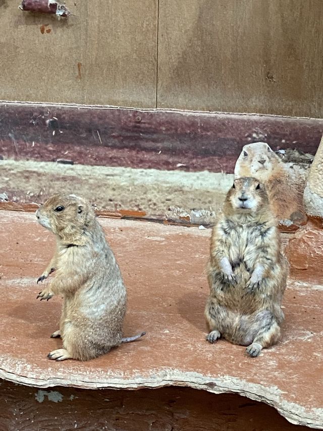 🐻🐼🐻‍❄️🦊🐰Monster Aquarium Pattaya 🦆🦅🦇🦉  