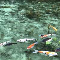 モネの池(通称)