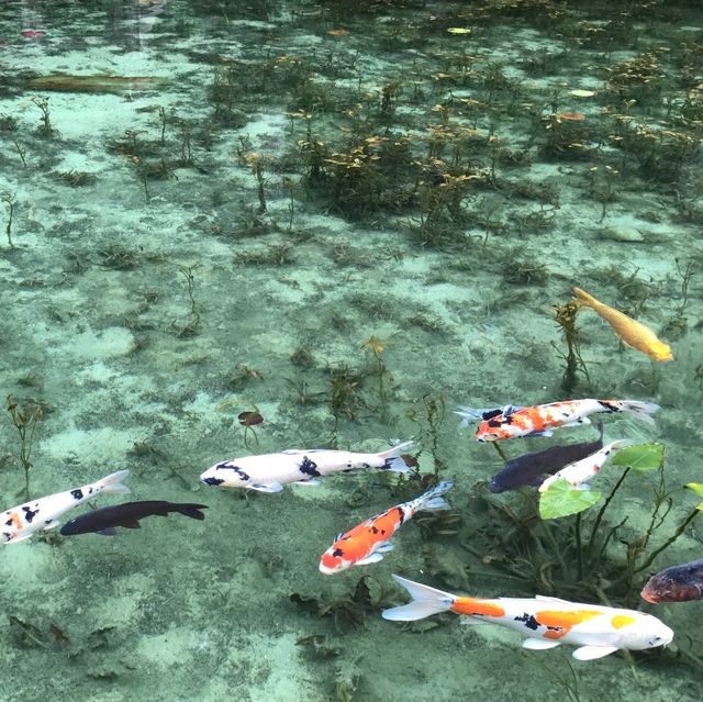 モネの池(通称)