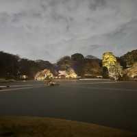 六義園夜櫻