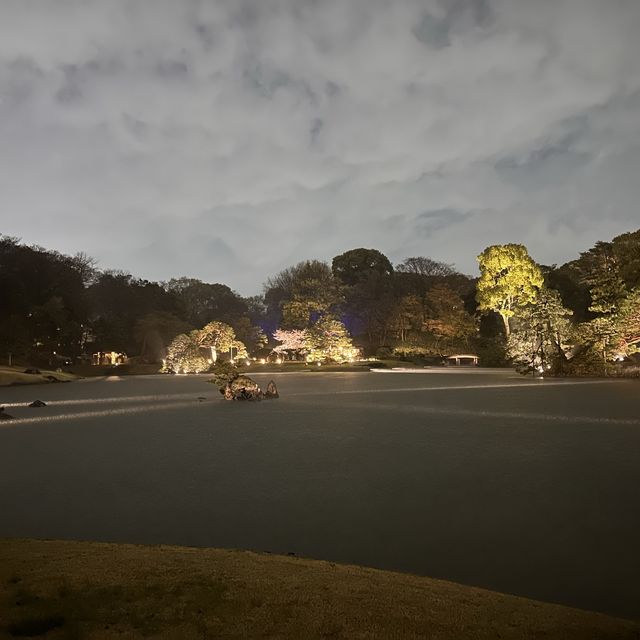 六義園夜櫻