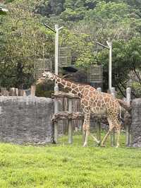 親子好去處👨‍👩‍👧‍👦台北超大動物園🦒🐎🐏🦓🐆