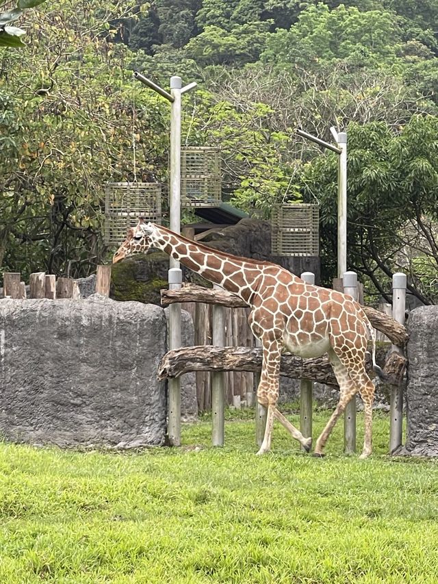 親子好去處👨‍👩‍👧‍👦台北超大動物園🦒🐎🐏🦓🐆