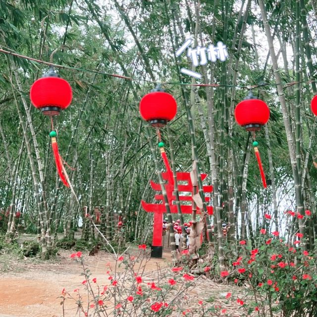 美到不要不要的竹林🌳🌳