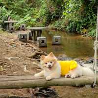 คาเฟ่ริมลำธาร มีน้ำตกไหลผ่าน น้องหมาเข้าได้