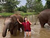 하룻동안 코끼리의 친구가 될 수 있는 치앙마이 Kerchor elephant eco park