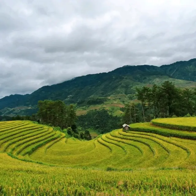 Vành Móng Ngựa Terraced Rice Fields