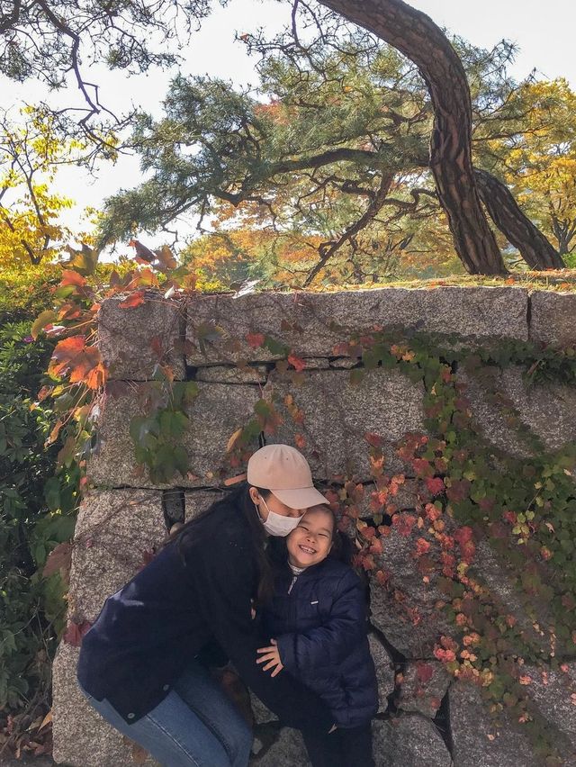 실시간 은행나무 물들어가는 청주💛