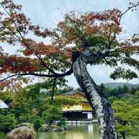 【京都府】足利義満が描いた極楽浄土の世界。秋の鹿苑寺へ