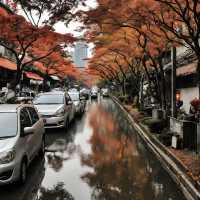 Taipei’s Radiant Tapestry