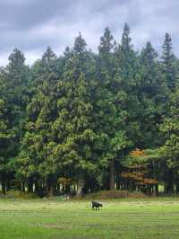 🌳제주 동쪽여행 걷기 좋은 숲길, "비밀의숲"🌳