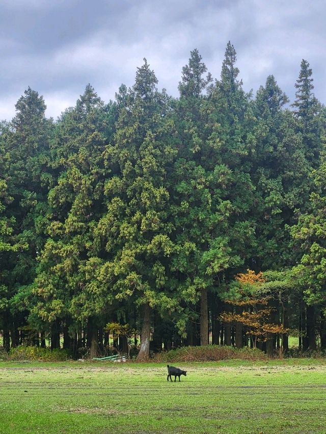 🌳제주 동쪽여행 걷기 좋은 숲길, "비밀의숲"🌳