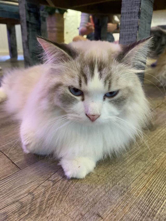 曼谷貓cafe 