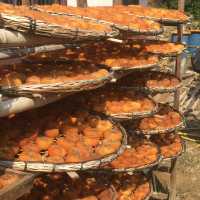 Persimmon Season in Guangdong 